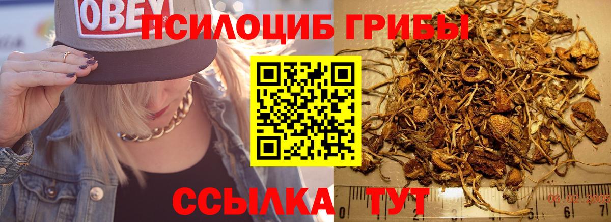 Псилоцибиновые грибы мицелий Кинель